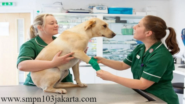 Berikut Informasi Tentang Jurusan Veterinary Studies